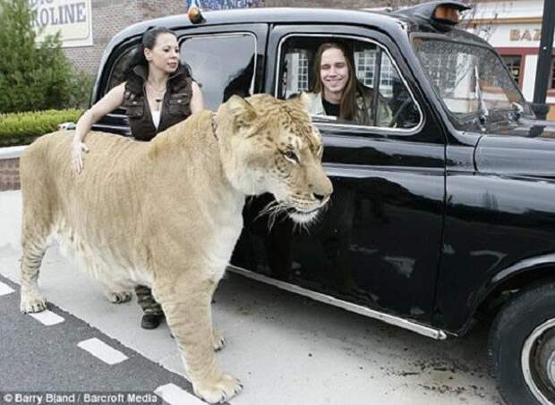 Геркулес - самая большая кошка животные, интересно, фото