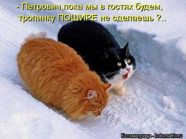 Котоматрицы (забавные картинки с надписями)