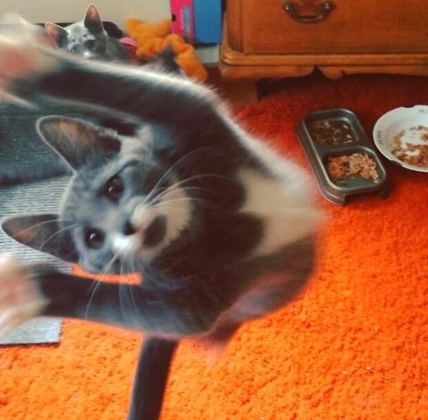 Смешные и забавные кошки