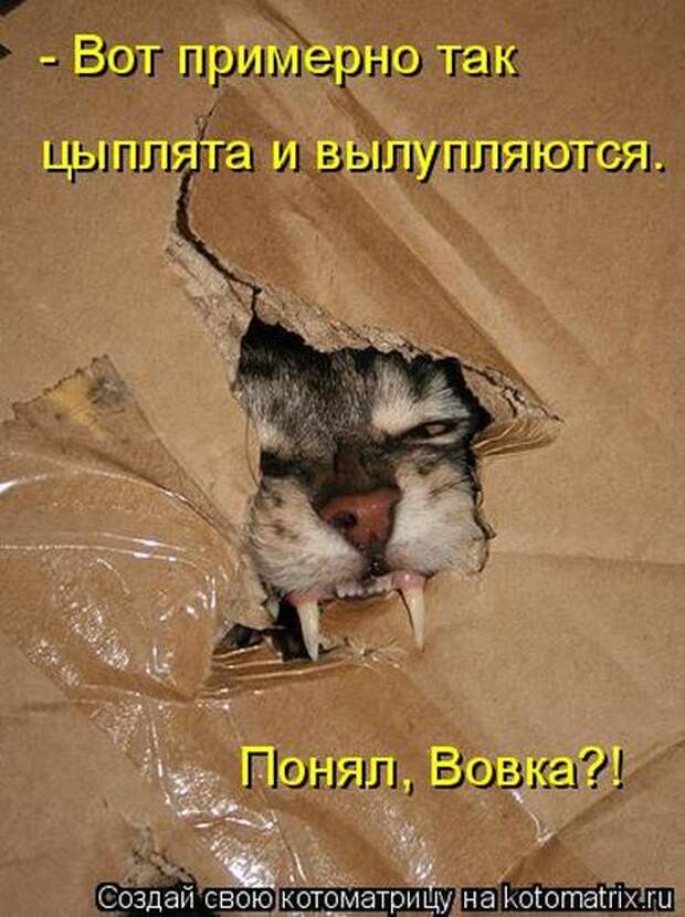 Лучшие котоматрицы недели (50 фото)