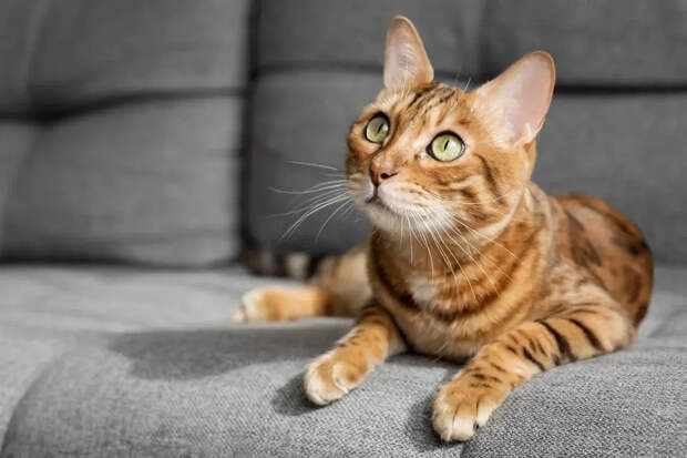 В Британии курьер украл кошку, попал на видео и оказался под угрозой тюрьмы