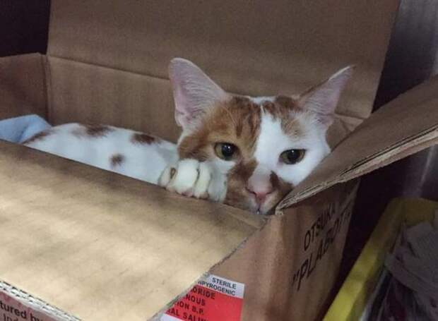 Ветеринары создают невероятные картонные домики для своего кота ветеринар, домики, животные, клиника, коты, милота, сингапур
