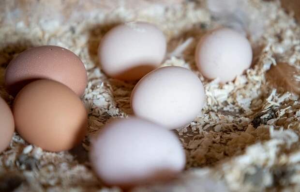 Диетолог Комиссарова рассказала, сколько яиц в день можно съесть без вреда для здоровья