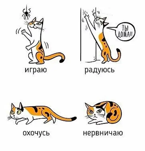 Что значат коты. Жесты кошек. Настроение кошки. Поведение кота. Эмоции котов по хвосту.