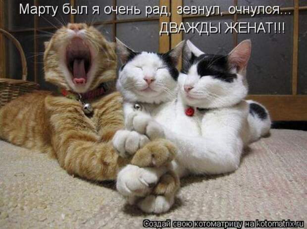 Котоматрицы (забавные картинки с надписями)
