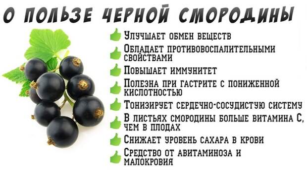 Листья черного польза. Лист смородины лечебные свойства чёрной смородины. Для чего полезна черная смородина. Целебные свойства черной смородины. Смородина ягоды полезные свойства черная смородина.