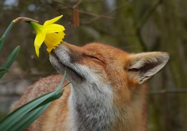 15 очаровательных животных, наслаждающихся ароматом цветов