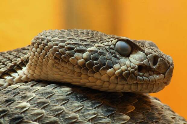 Одна из самых опасных змей на нашей планете.