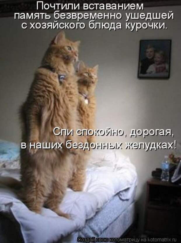 Лучшие котоматрицы недели (50 фото)