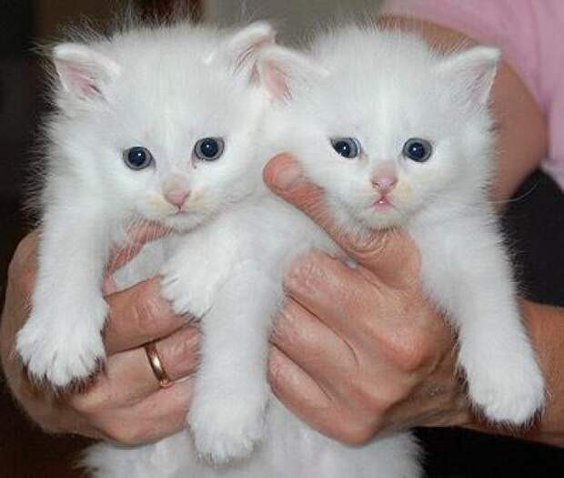 белые очень пушистые котята в добрые руки : Звери. Объявления