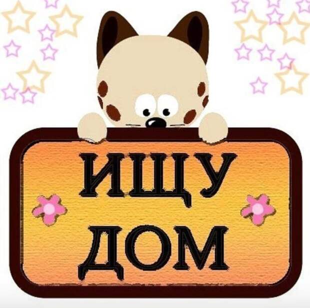 Ищу дом на всю жизнь!