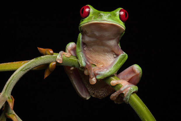 InSearchOfLostFrogs15 В поисках утраченной лягушки: редчайшие виды удивительных лягушек в фантастических фотографиях