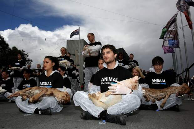 Акция защитников животных с участием 200 мертвых животных