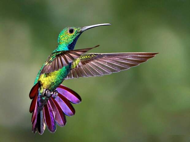 Миграции колибри - это перелет на тысячу километров менее чем за сутки интересное, колибри, природа, птицы, факты, фауна