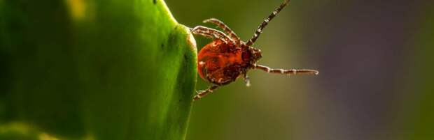 78 человек пострадали от укусов клещей в Алматы