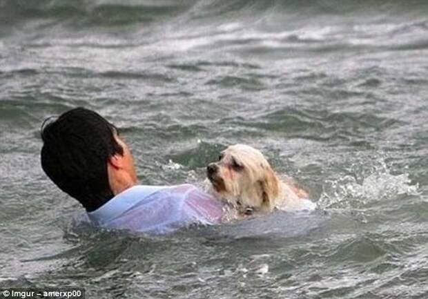 Мельбурн, Австралия. 20-летний турист из Германии спасает собаку, упавшую в море герои, животные, несчастный случай, опасность, спасатели, спасение, уважение, фото