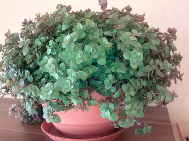 Комнатное растение Каллизия (Callisia)