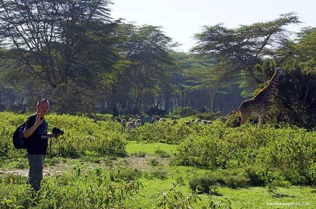 Где самое лучшее и доступное сафари в мире африка, животные, путешествия, сафари, туризм
