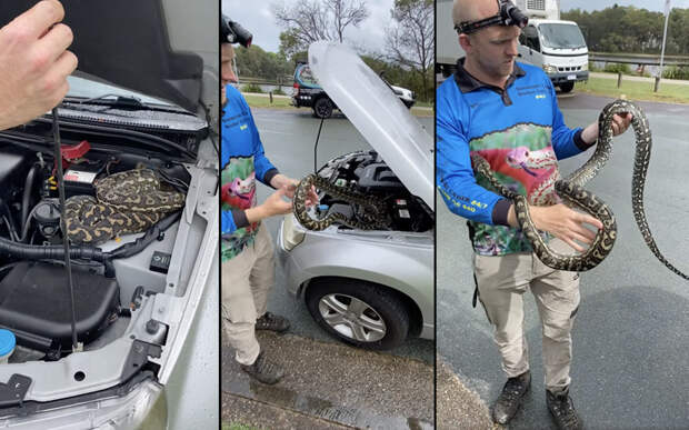 Австралийка нашла под капотом свой машины «милый» сюрприз