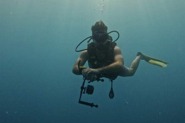 Вырастивший акулу из яйца дайвер открыл питомник для каракатиц