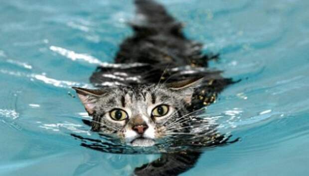 Неправильные коты  вода, кот