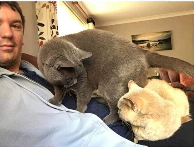 Фотография: Мой дом, не мой кот: фото о котах, которые гуляют по чужим домам №12 - BigPicture.ru