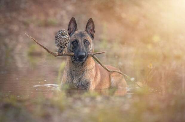 Сова и собака — самая необычная дружба (фото), фото - Стиль жизни. «The Kiev Times»