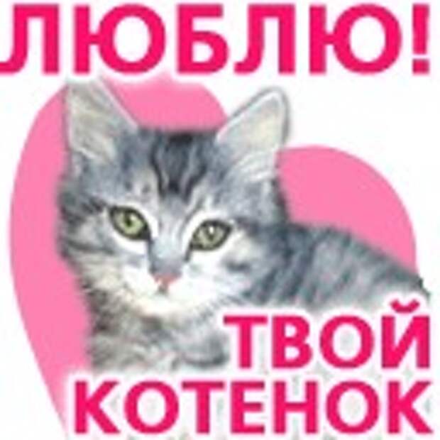 Люблю тебя котенок картинки