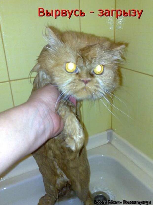 Иди помойся ты воняешь. Мокрая кошка. Смешные мытые коты. Кот моется. Смешной мокрый кот.
