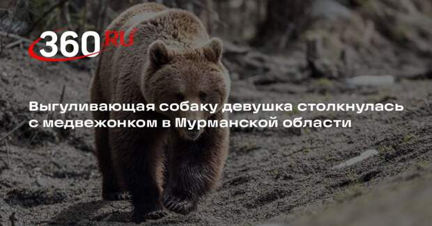 Выгуливающая собаку девушка столкнулась с медвежонком в Мурманской области