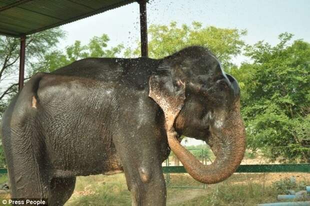 Radga10 Спасение слона, проведшего 50 лет в неволе, который плакал от счастья
