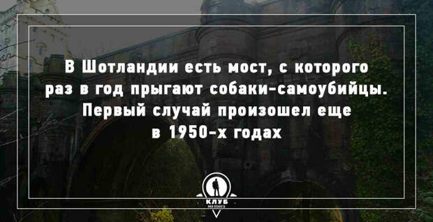 10 УДИВИТЕЛЬНЫХ ФАКТОВ О СОБАКАХ