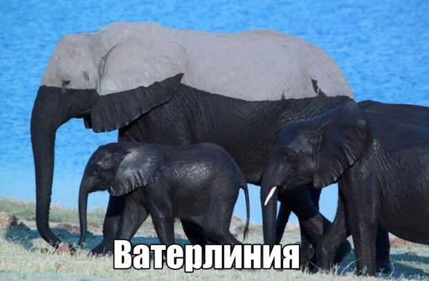 Смешные картинки с надписями для настроения (11 фото) Смешные картинки с надписями для настроения (11 фото)
