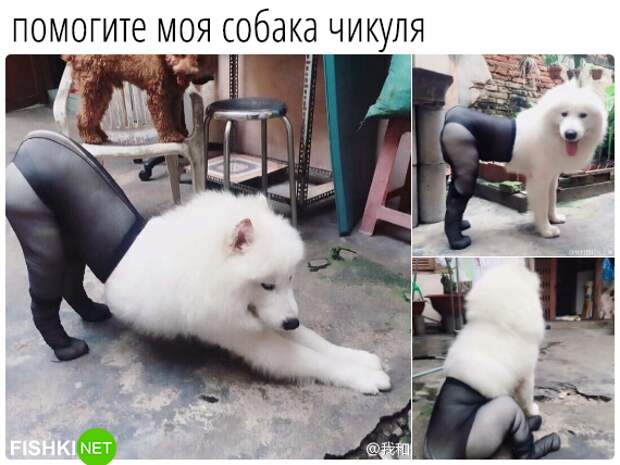 34 самых смешных собачьих фото, известных человечеству животные, мемы, собаки, юмор