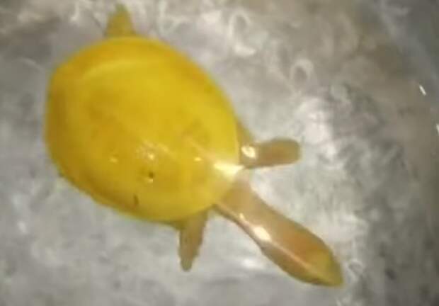 В Индии нашли удивительную черепаху — желтую