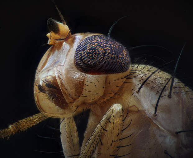 Муха-дрозофила макросъёмка, насекомые, фотограф
