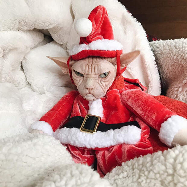 Домашние питомцы, которые явно не любят Рождество