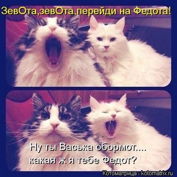 Новые смешные котоматрицы (36 шт)