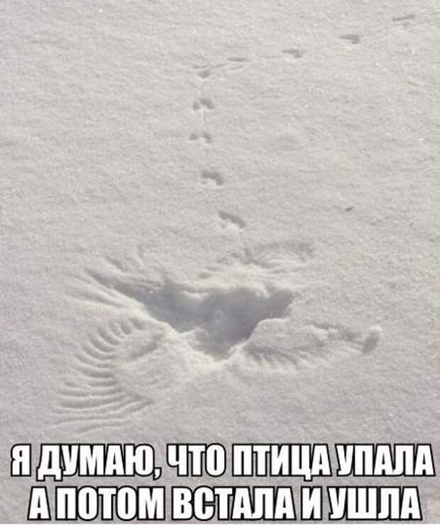 Смешные картинки с надписями прикол, юмор