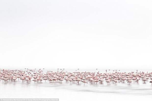 Розовое облако. Стая фламинго на побережье Намибии искусство, конкурс, красота, фото