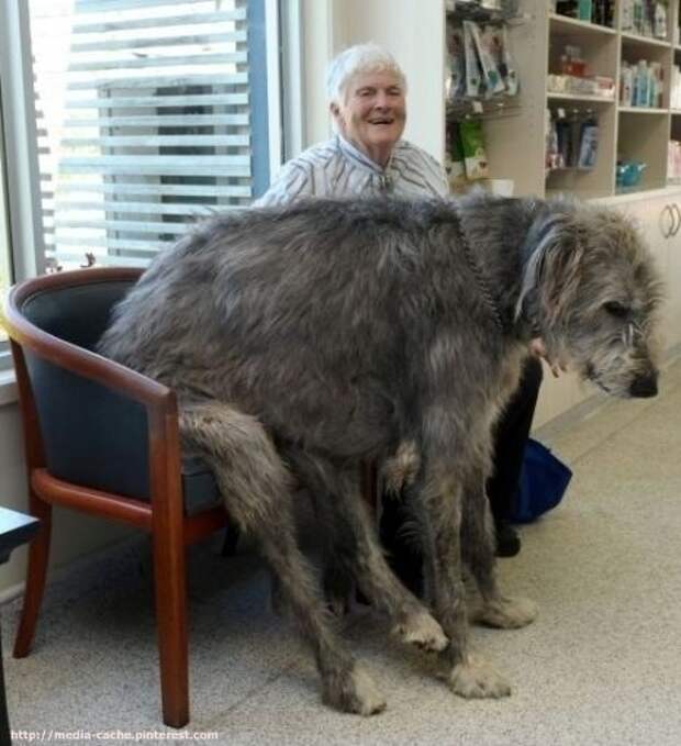 This dog who likes chairs. 