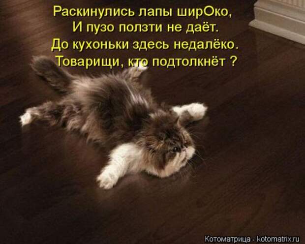 Свежая и прикольная котоматрица (32 фото)