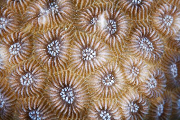 Corals14 Corals14 Макрофотографии кораллов