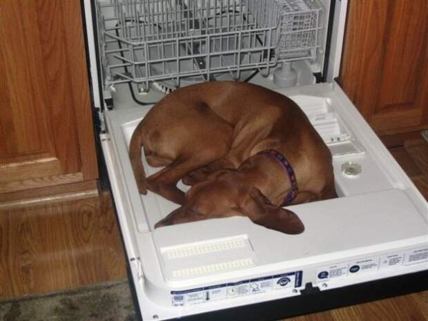 Это всенародно признанная истина: любая собака спит только там, где ей это удобно. животные, милота, собаки, сон