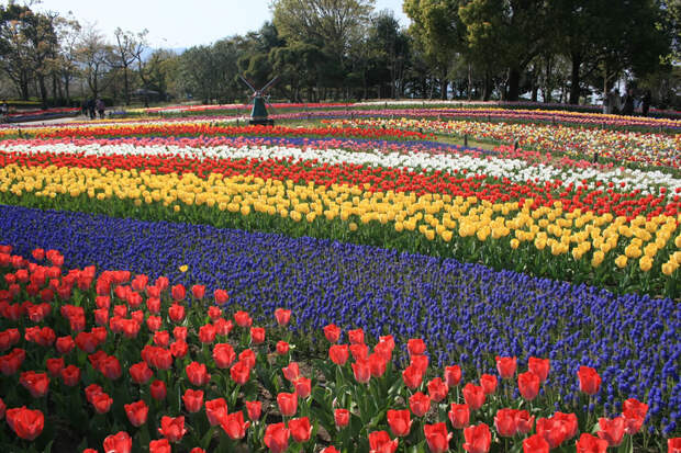 tulips31 Самые яркие тюльпаны со всего света