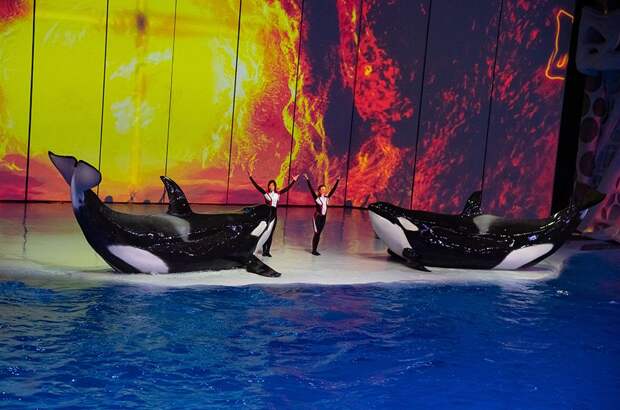 Шоу на воде «Новогодний круиз» в «Москвариуме»