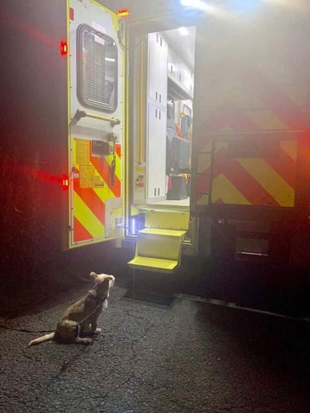 Собака возле скорой помощи 