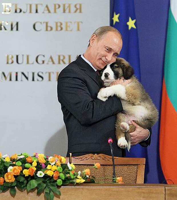 В 2010 году премьер-министр Путин получил в подарок от болгарского коллеги Бойко Борисова щенка болгарской каракачанской овчарки Баффи