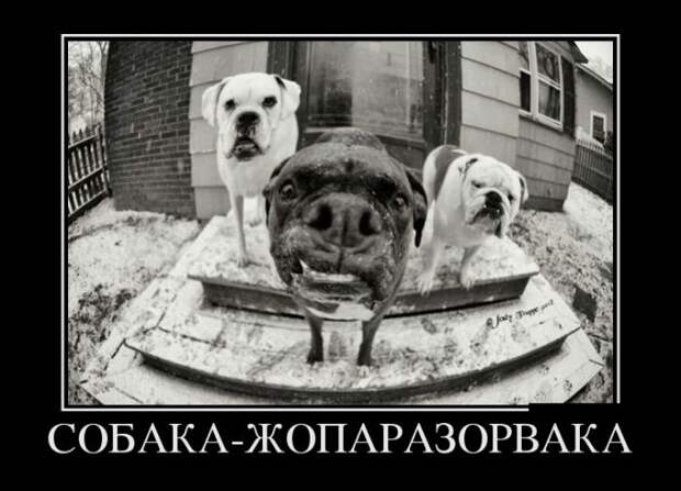 Демотиваторы