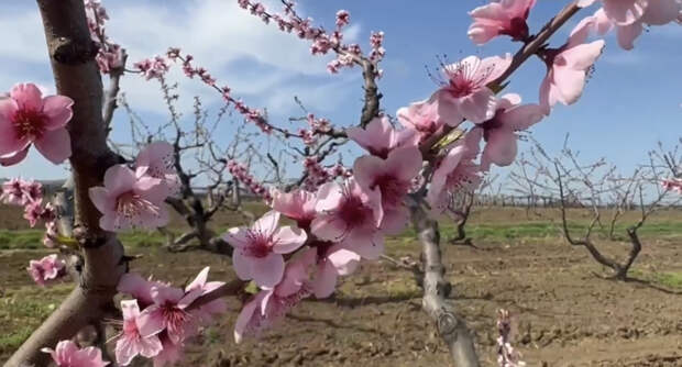 По-кубански красиво: цветение персиковых садов
